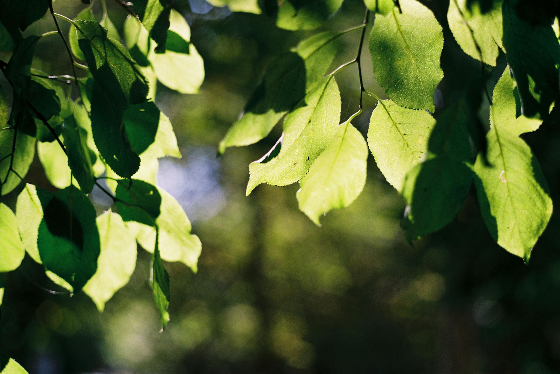 Sunlight passing through green leaves
